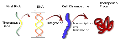 Murine Leukaemia Virus Image