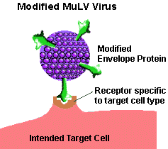 MuLV Virus (Modified) Image..